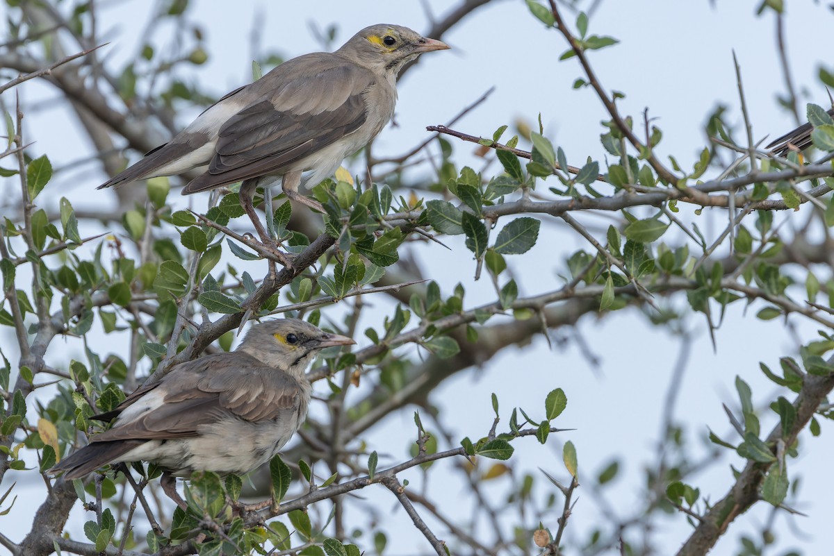 Wattled Starling - ML642443355
