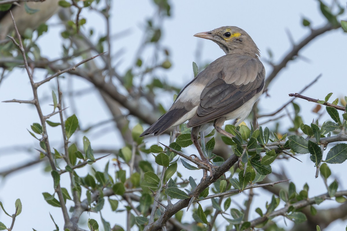 Wattled Starling - ML642443356