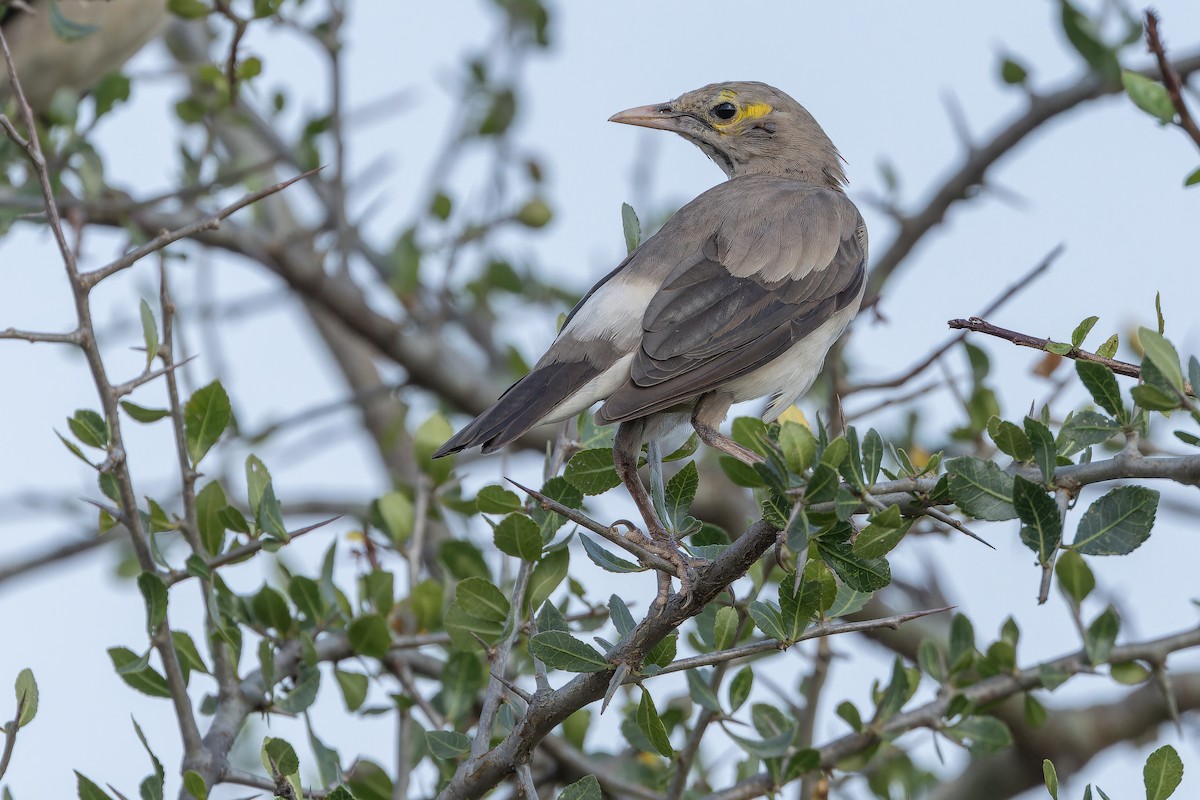 Wattled Starling - ML642443357