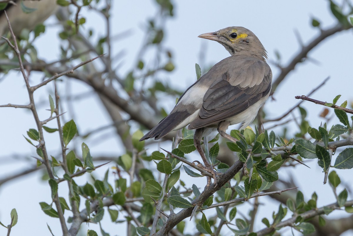 Wattled Starling - ML642443358