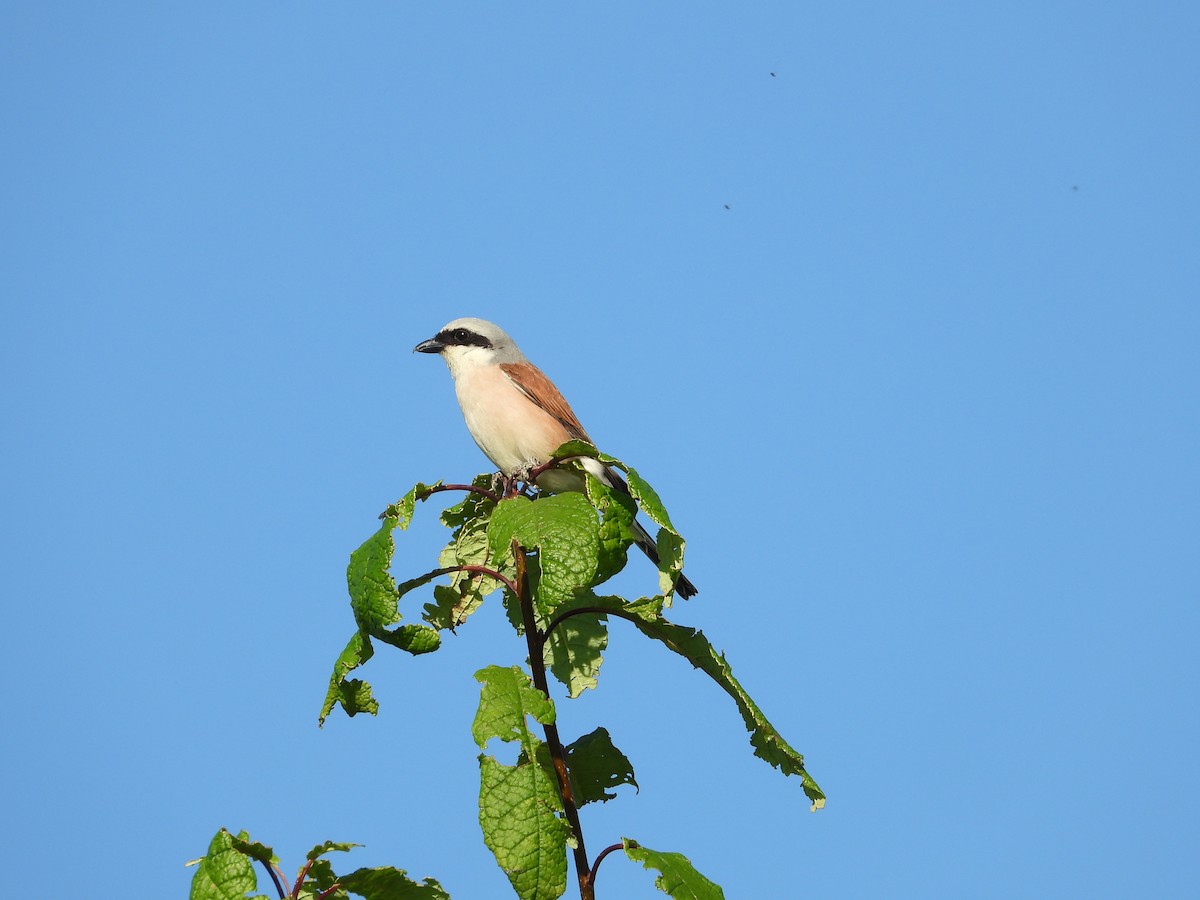 Red-backed Shrike - ML642443364