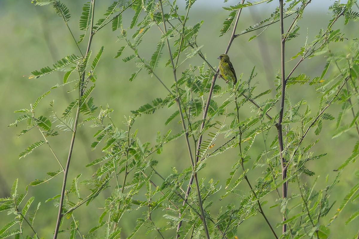 Papyrus Canary - ML642443386