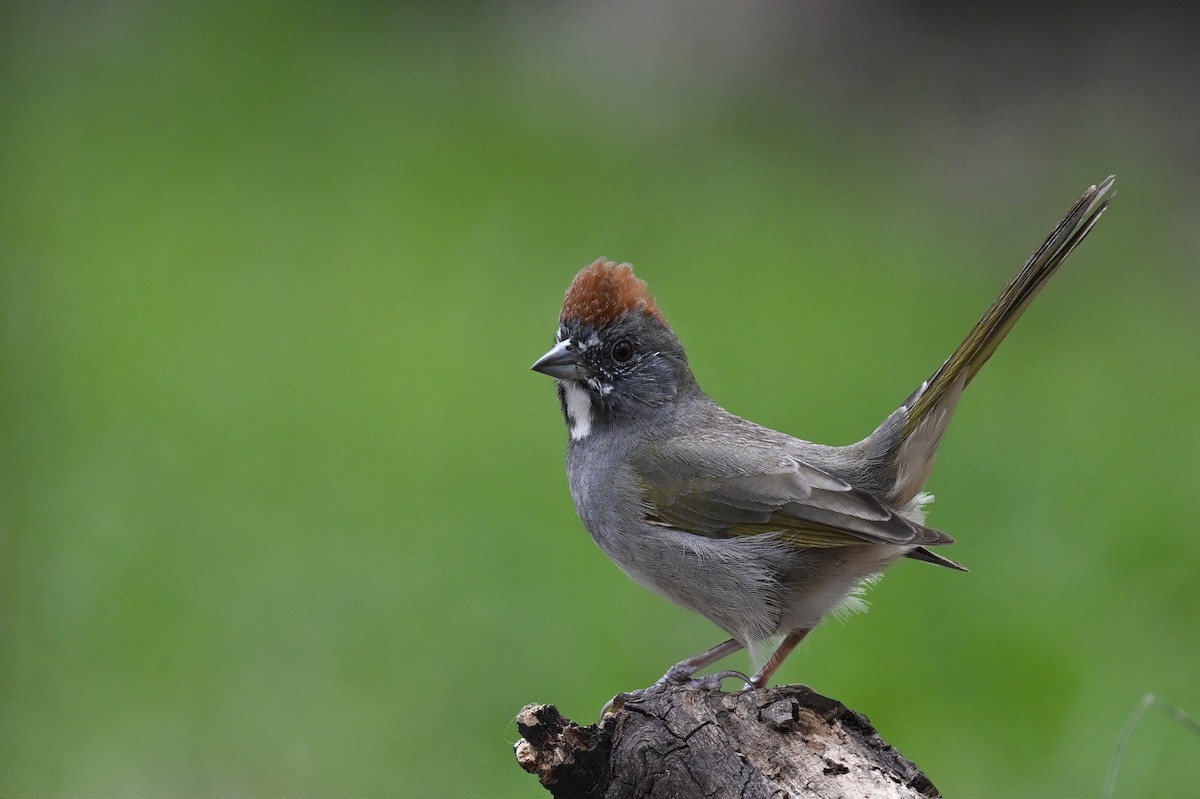 Green-tailed Towhee - ML642443409