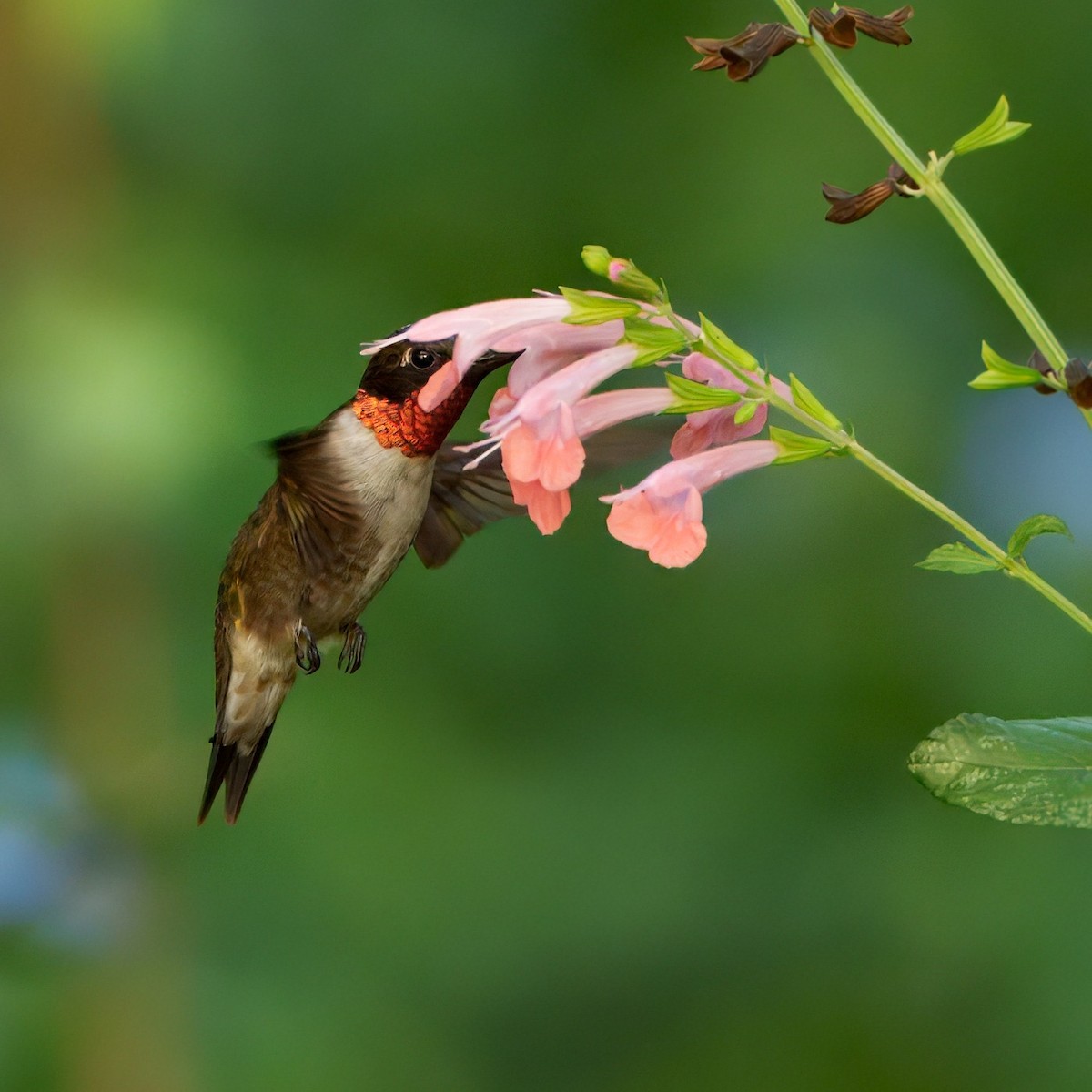 Ruby-throated Hummingbird - ML642443489