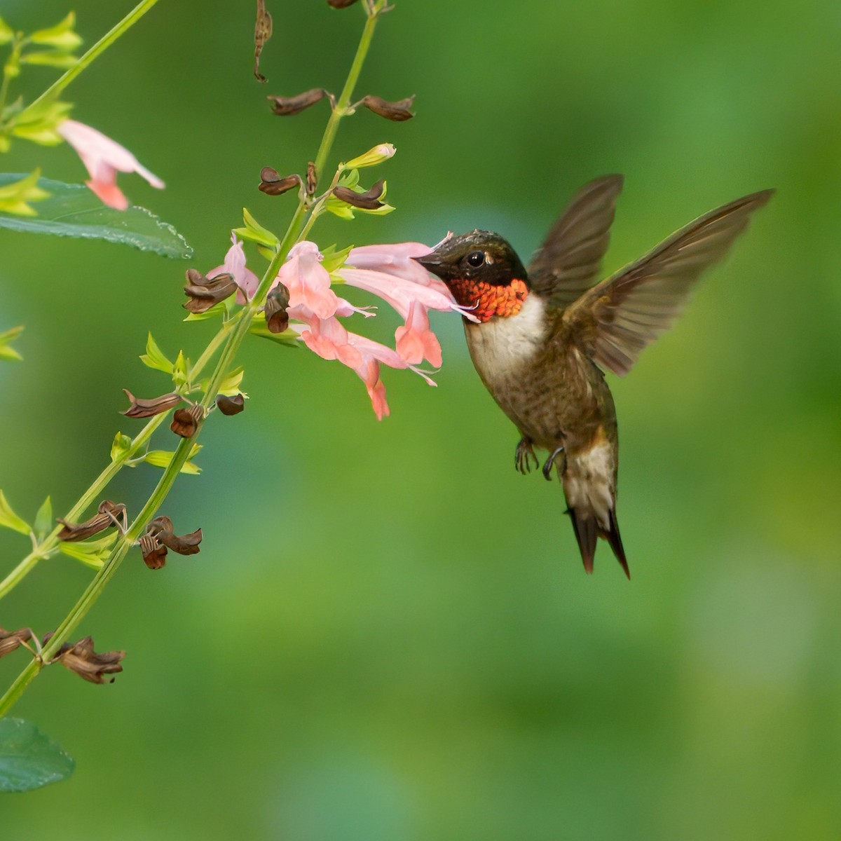 Ruby-throated Hummingbird - ML642443490