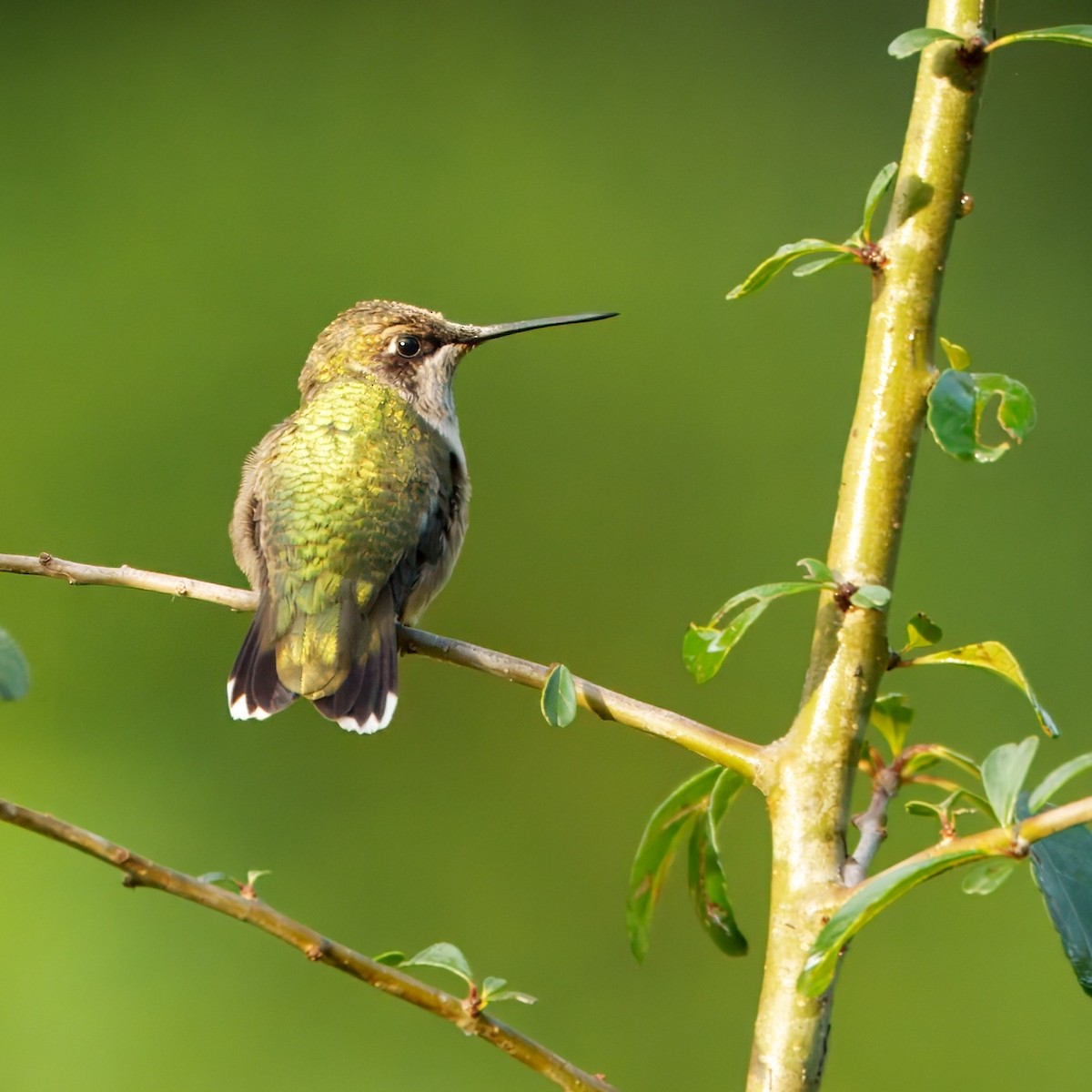 Ruby-throated Hummingbird - ML642443491