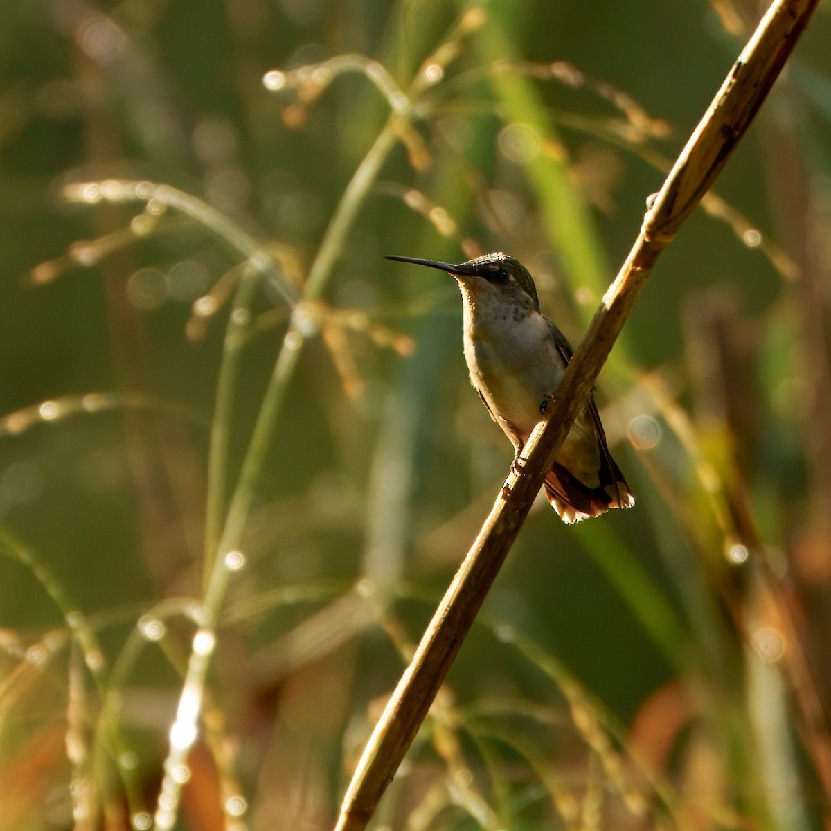 Ruby-throated Hummingbird - ML642443492