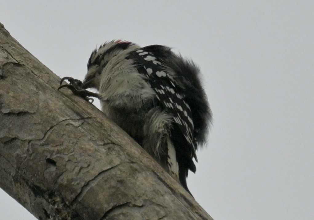 Downy Woodpecker - ML642443516