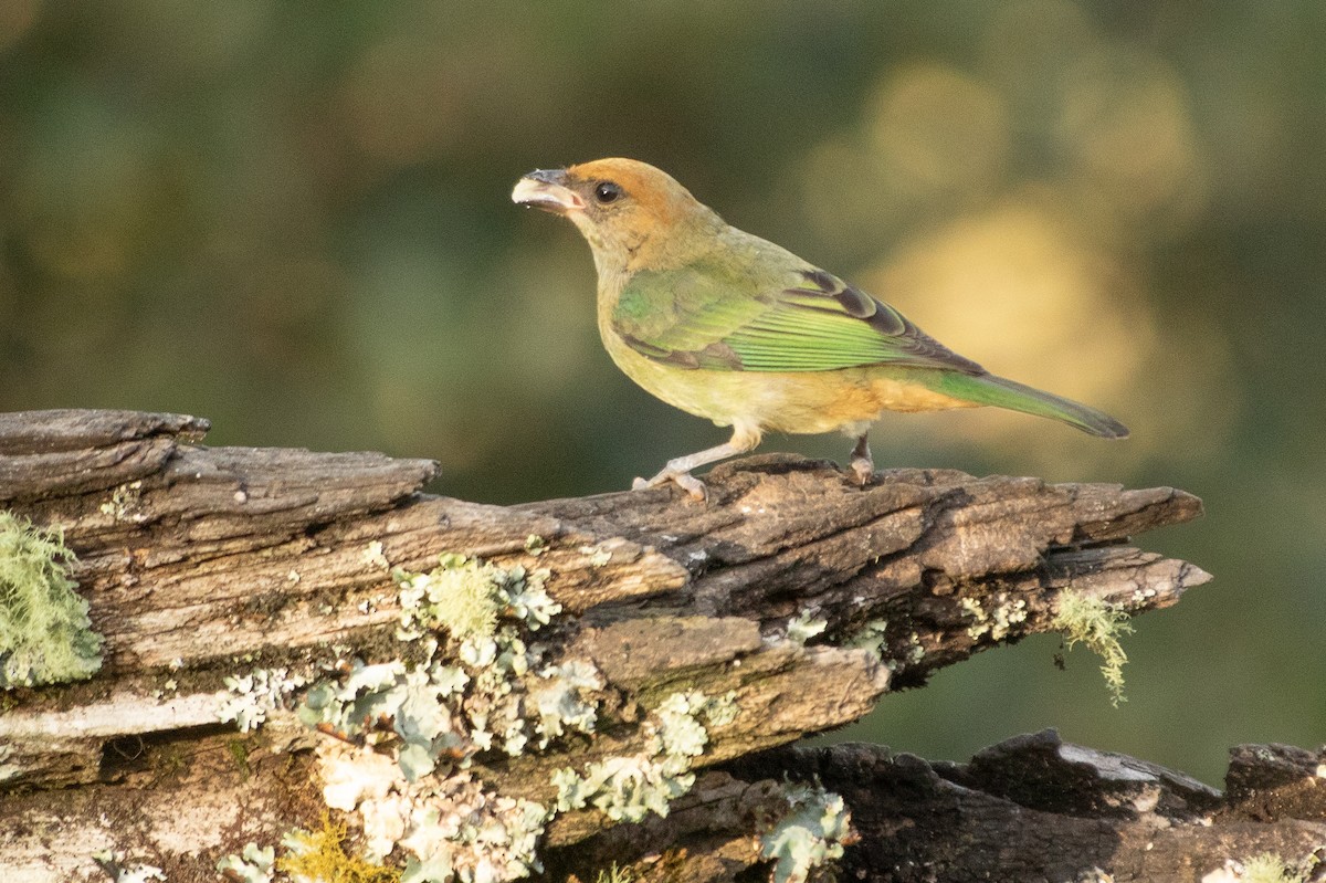 Chestnut-backed Tanager - ML642443539