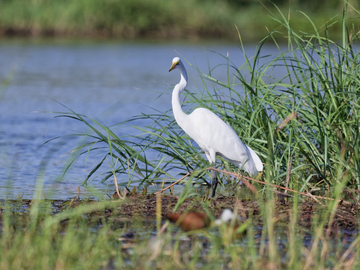 Afrikamittelreiher - ML642443549