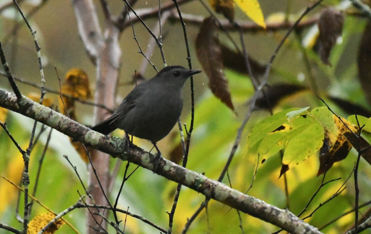 Pájaro Gato Gris - ML642443564