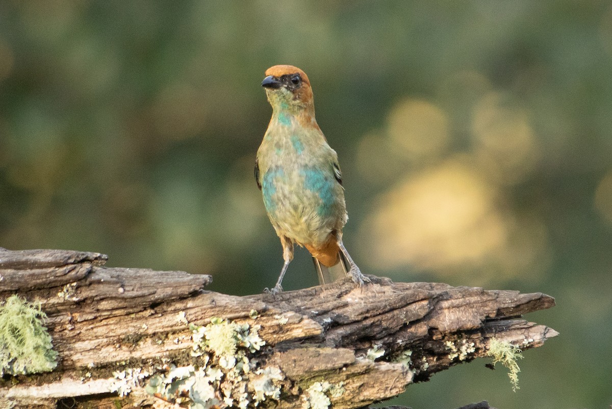 Chestnut-backed Tanager - ML642443581