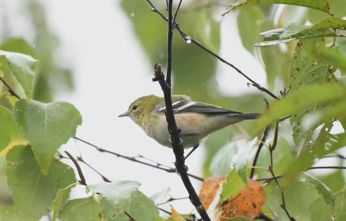 Reinita Castaña - ML642443598
