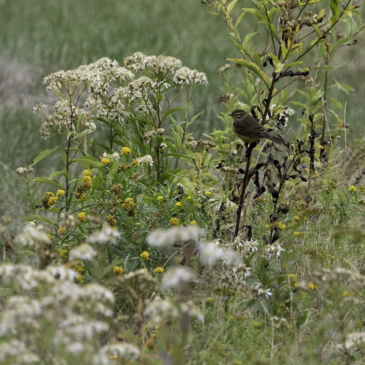Palm Warbler - ML642443605