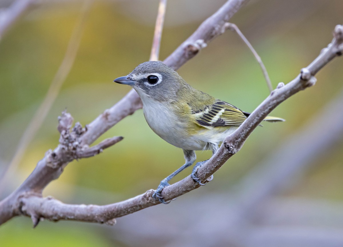 Blue-headed Vireo - ML642443612