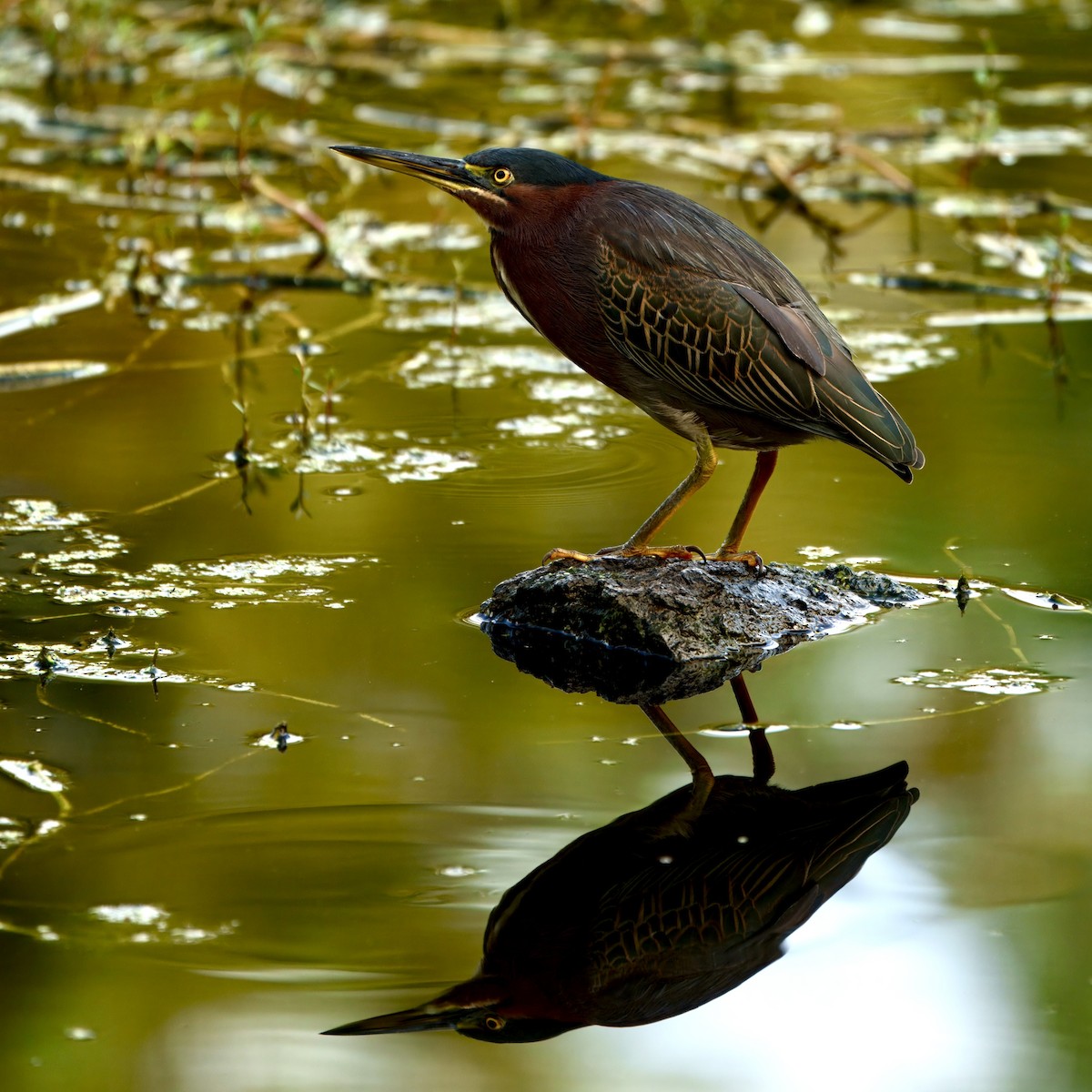 Green Heron - ML642443628