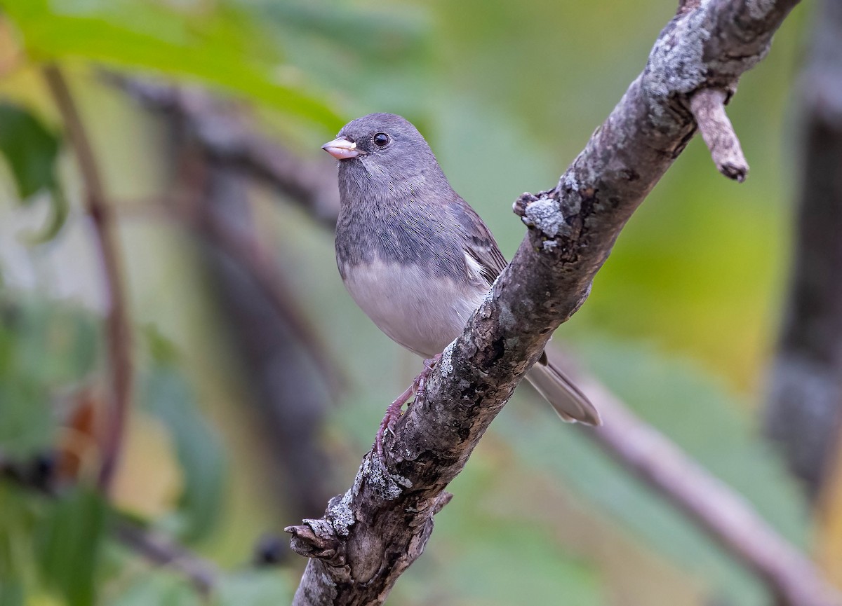 Dark-eyed Junco - ML642443630