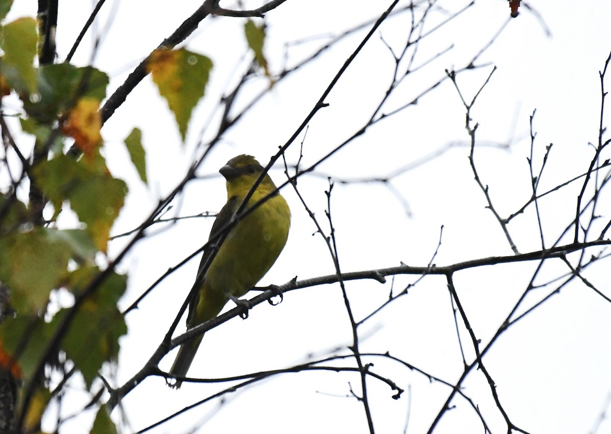Piranga Escarlata - ML642443635