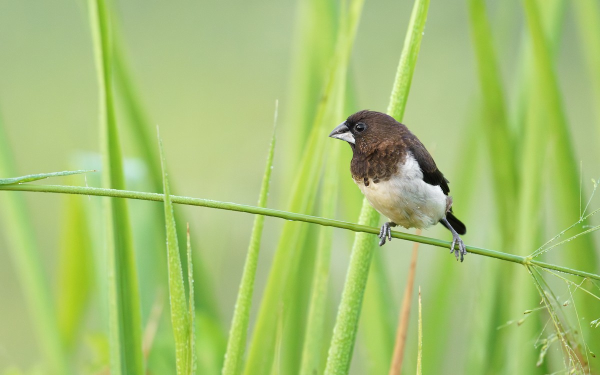 White-rumped Munia - ML642443636