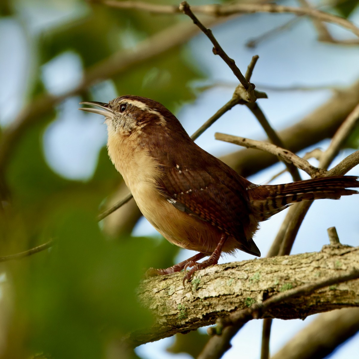 Carolina Wren - ML642443639