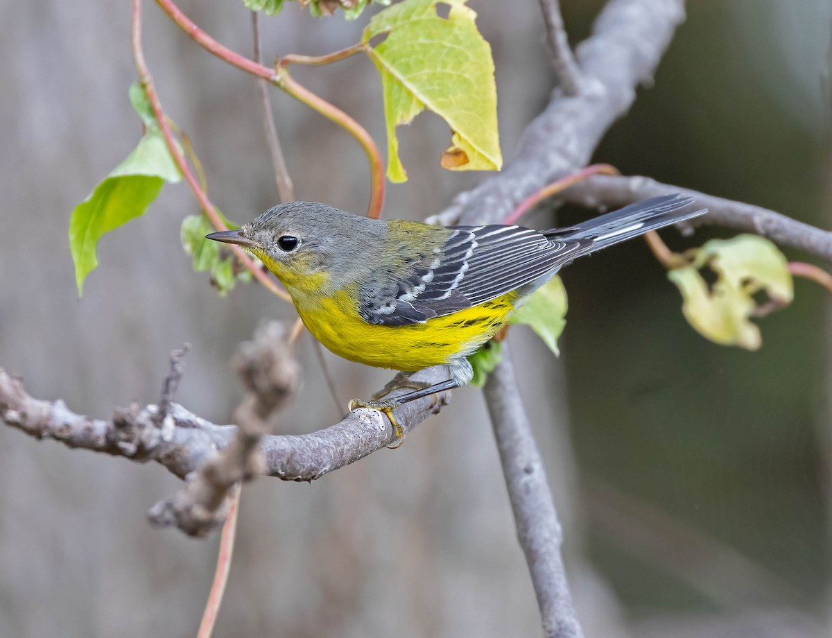 Magnolia Warbler - ML642443643