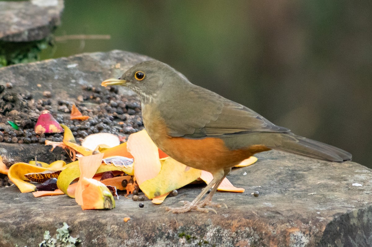 Rufous-bellied Thrush - ML642443650