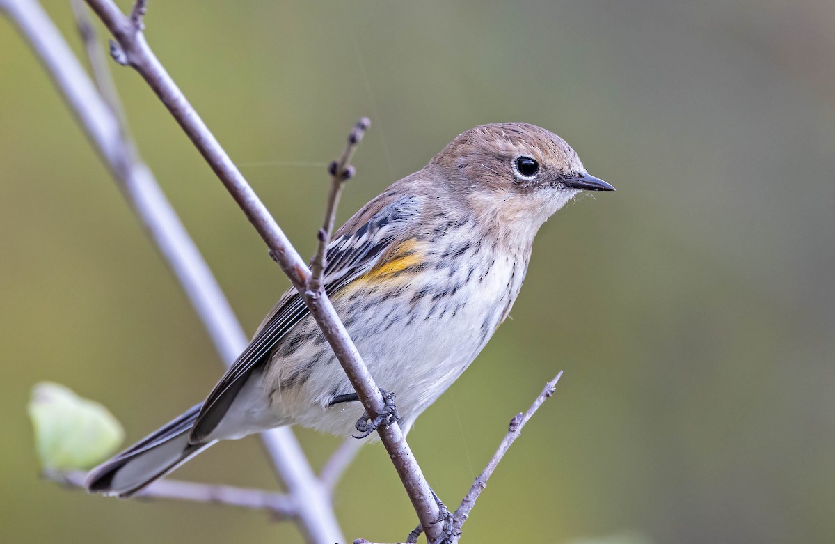 Yellow-rumped Warbler - ML642443652