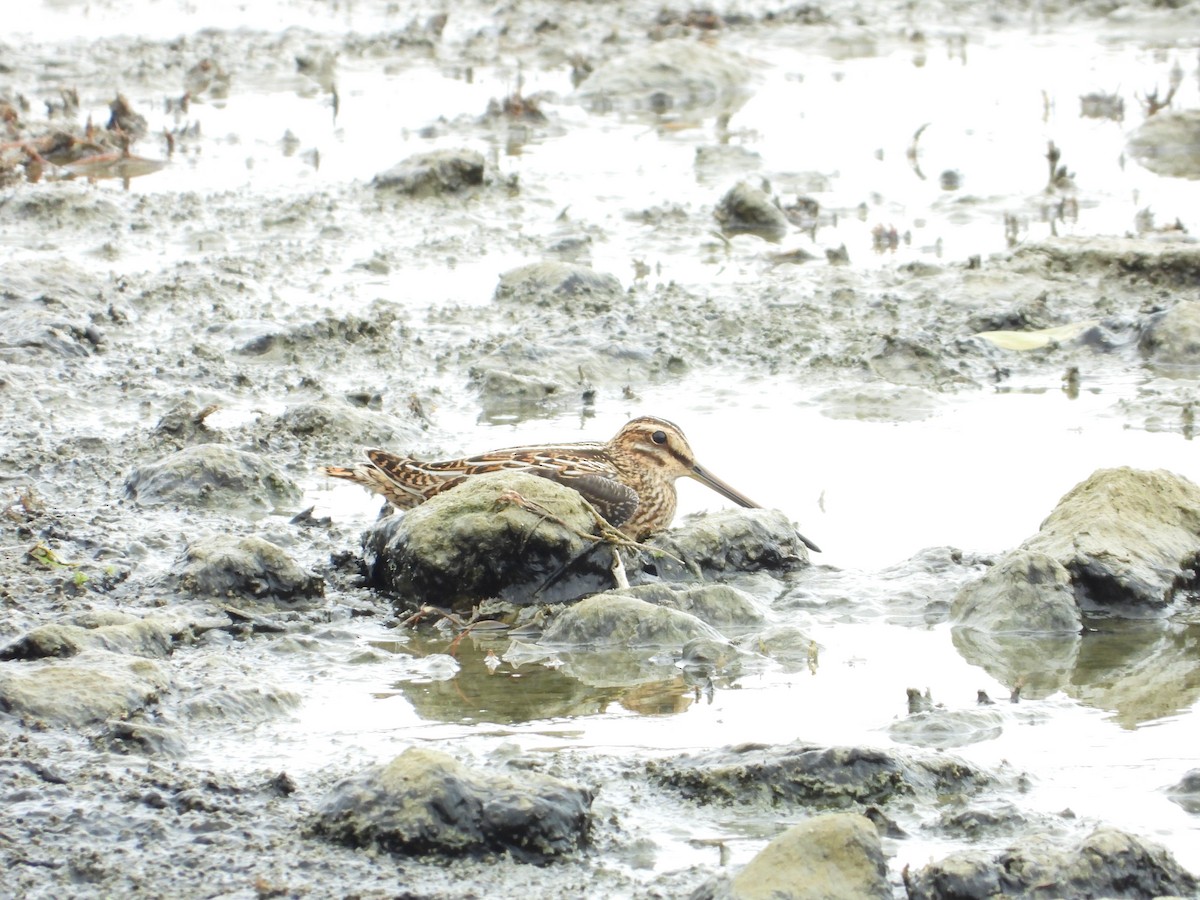 Common Snipe - ML642443654