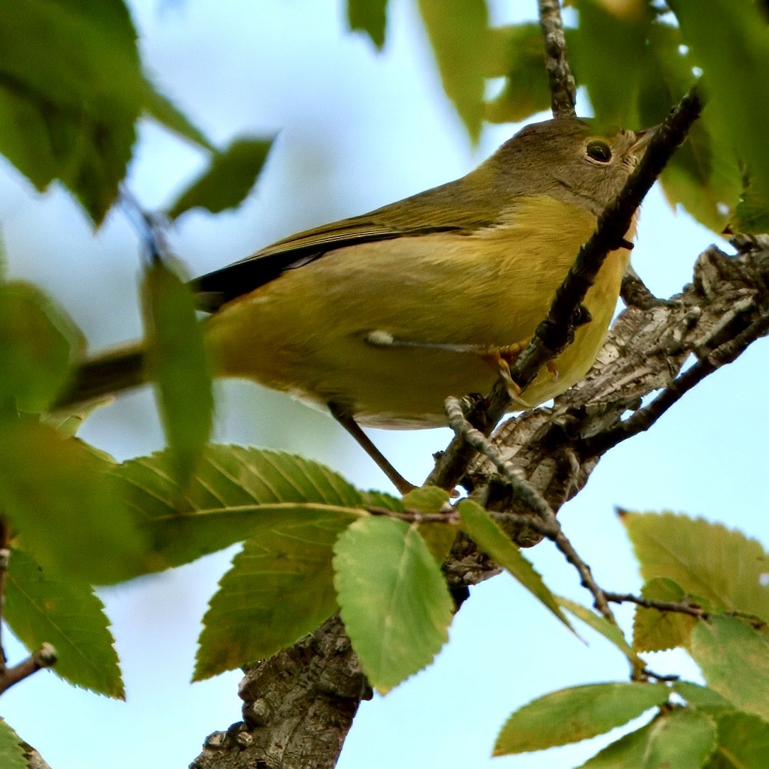 Nashville Warbler - ML642443656