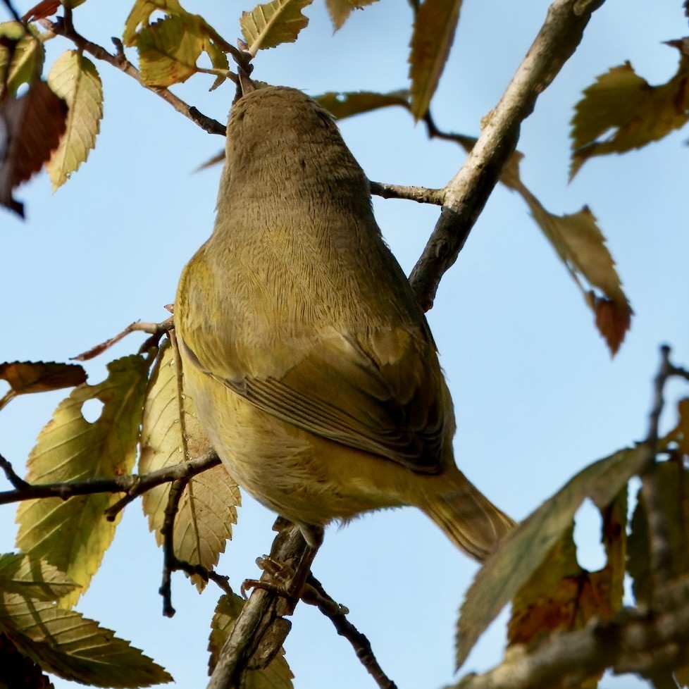 Nashville Warbler - ML642443657