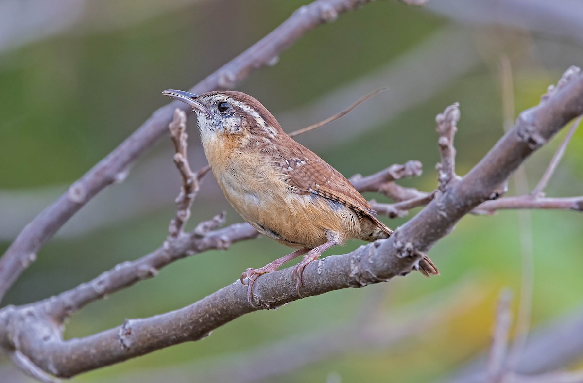 Carolina Wren - ML642443661