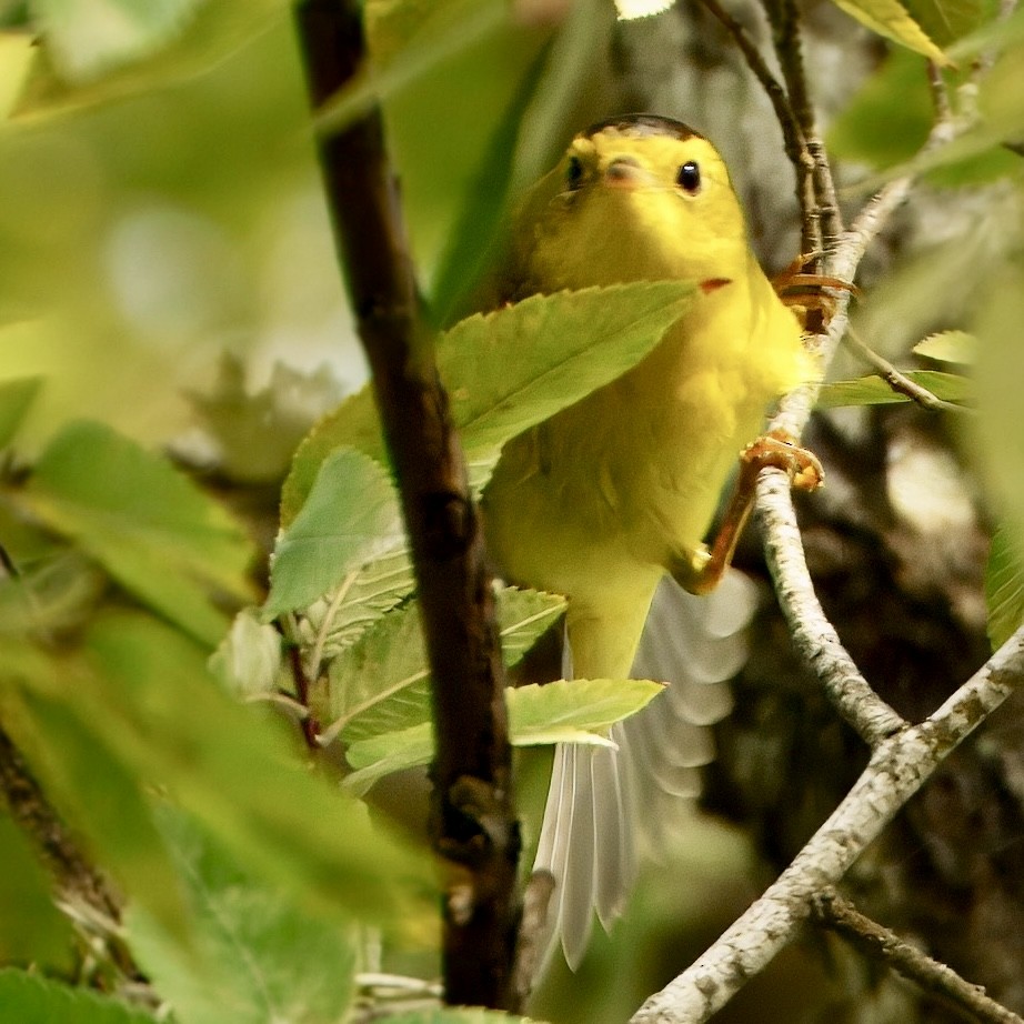 Wilson's Warbler - ML642443665