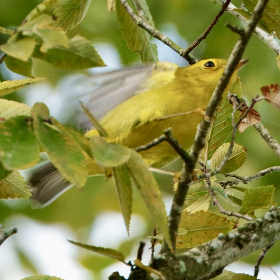 Wilson's Warbler - ML642443666