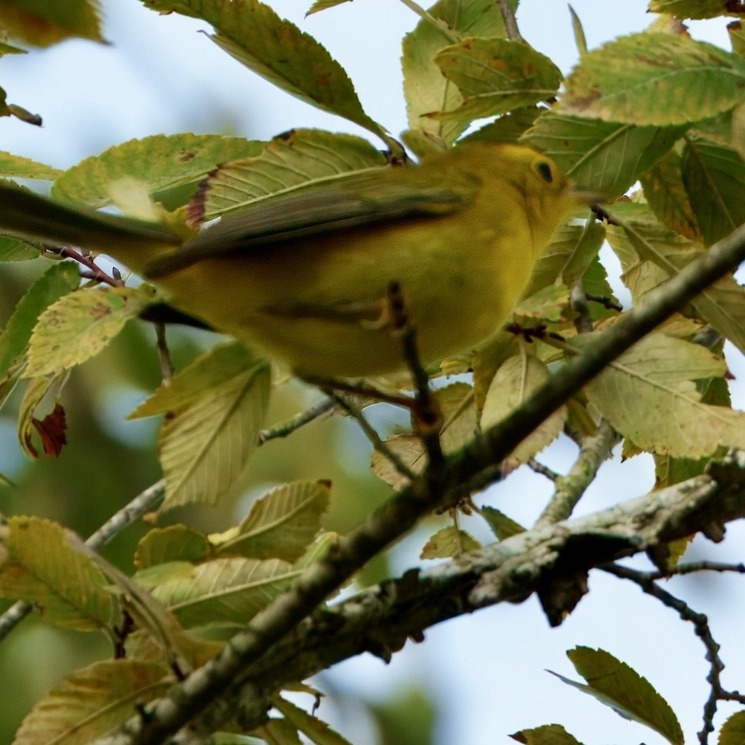 Wilson's Warbler - ML642443667