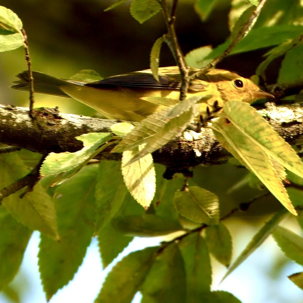 Wilson's Warbler - ML642443668