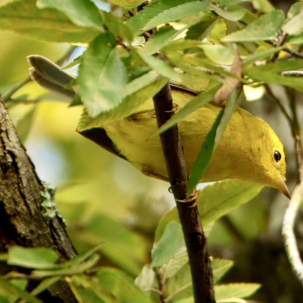 Wilson's Warbler - ML642443669