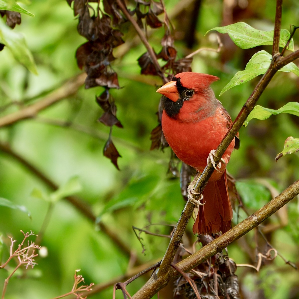Northern Cardinal - ML642443674