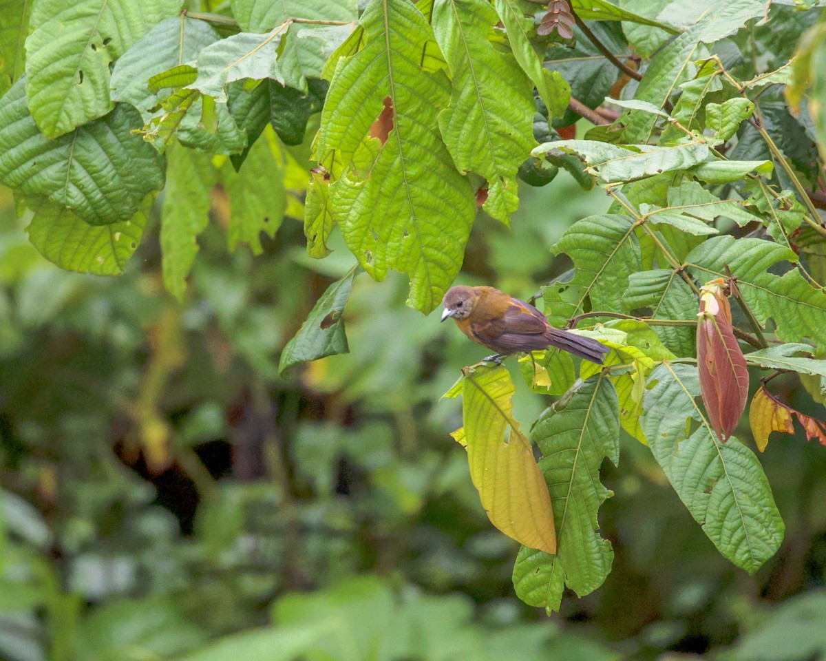 Scarlet-rumped Tanager (Passerini's) - ML642443697