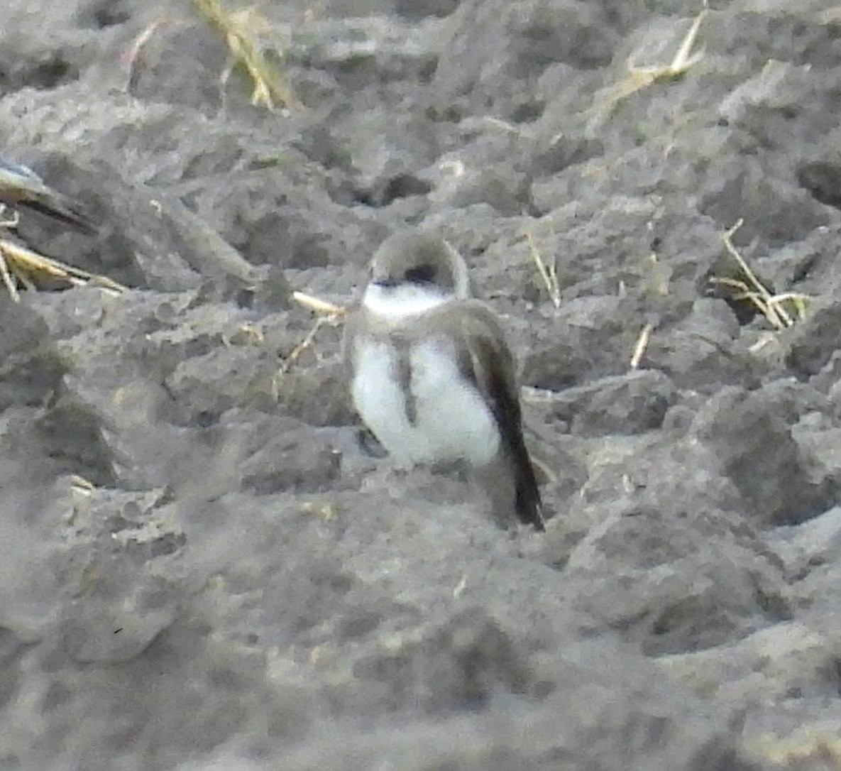 Bank Swallow - ML642443763