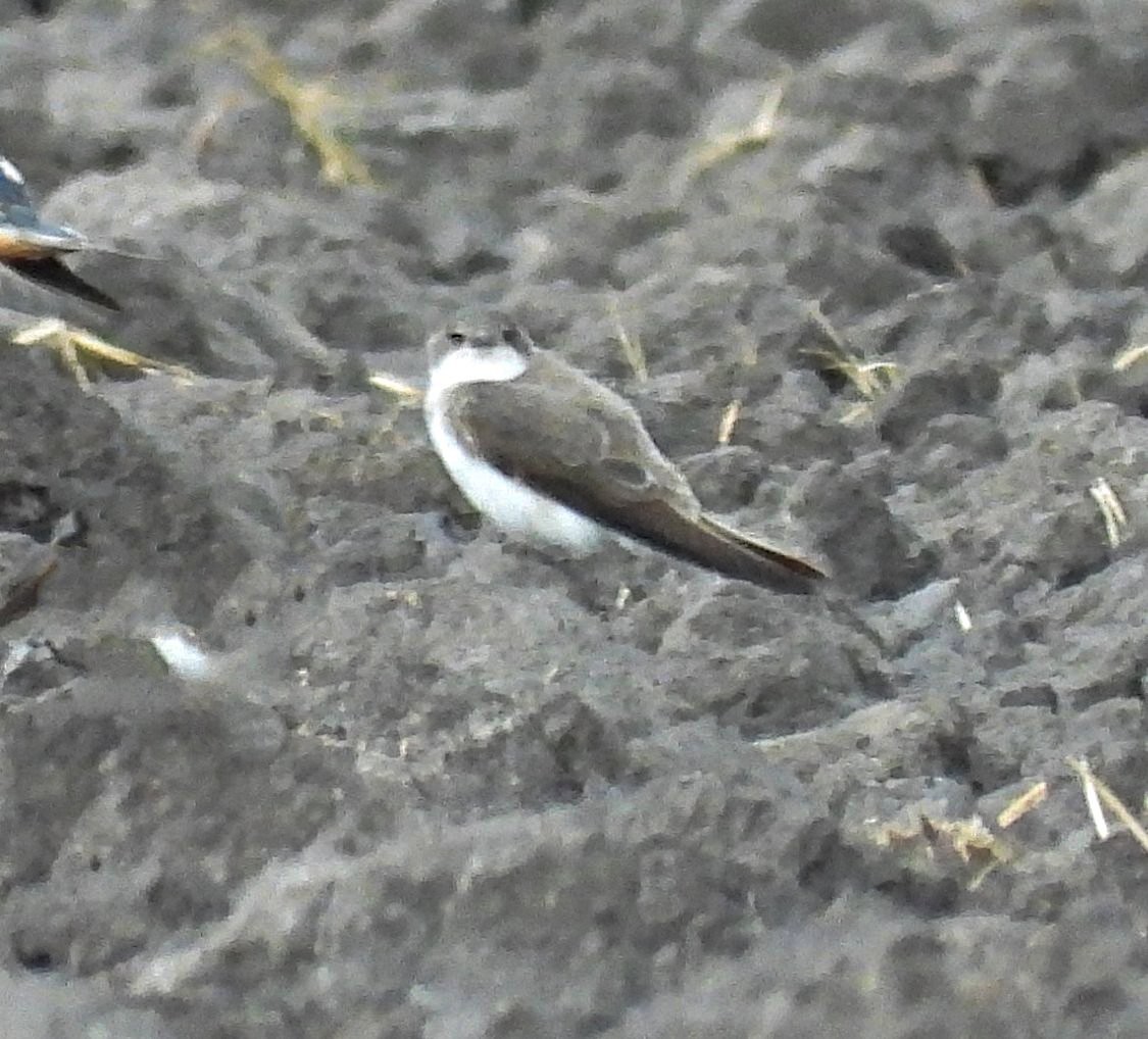 Bank Swallow - ML642443764