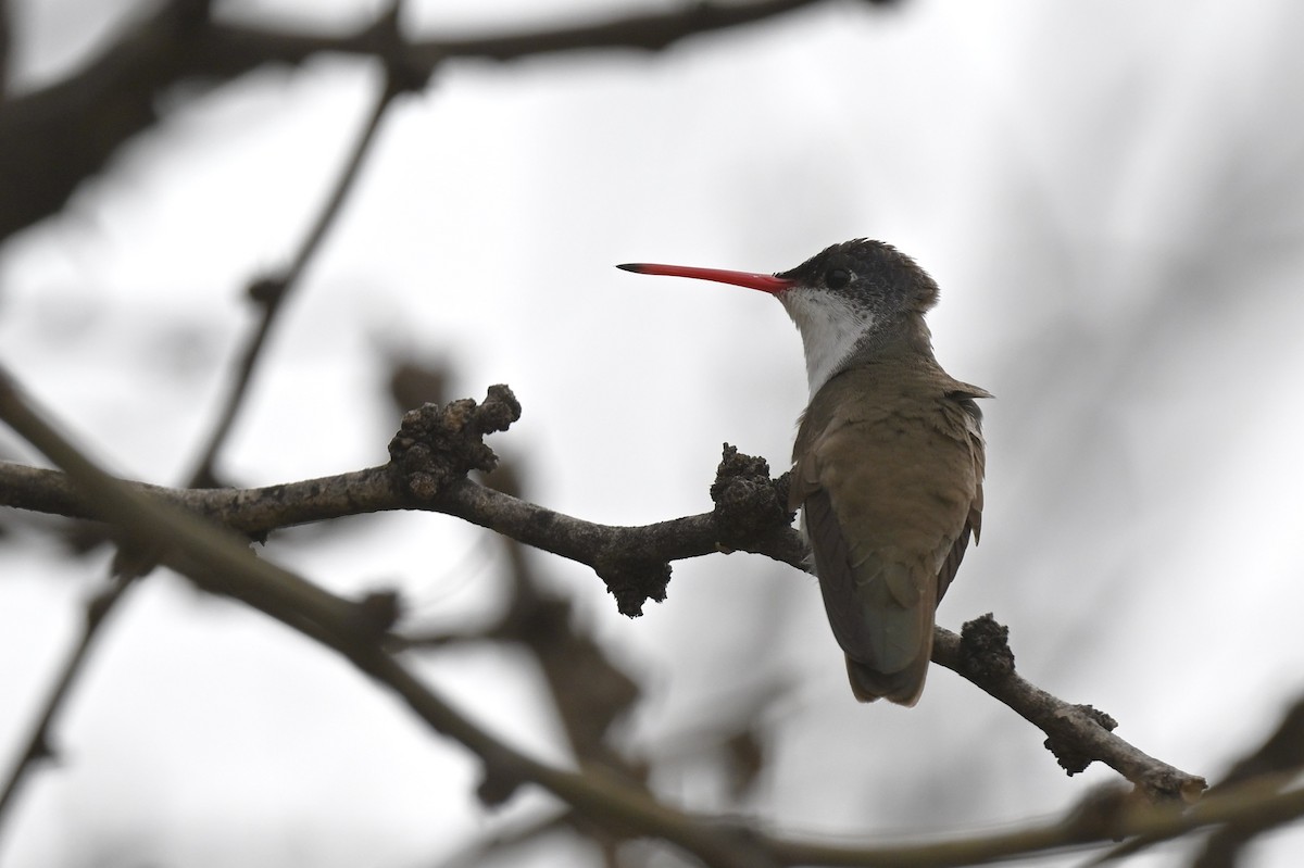 Violet-crowned Hummingbird - ML642443765