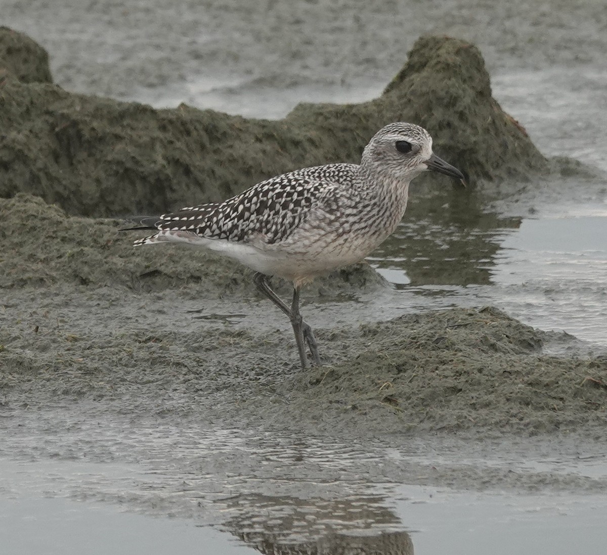 Black-bellied Plover - ML642443769