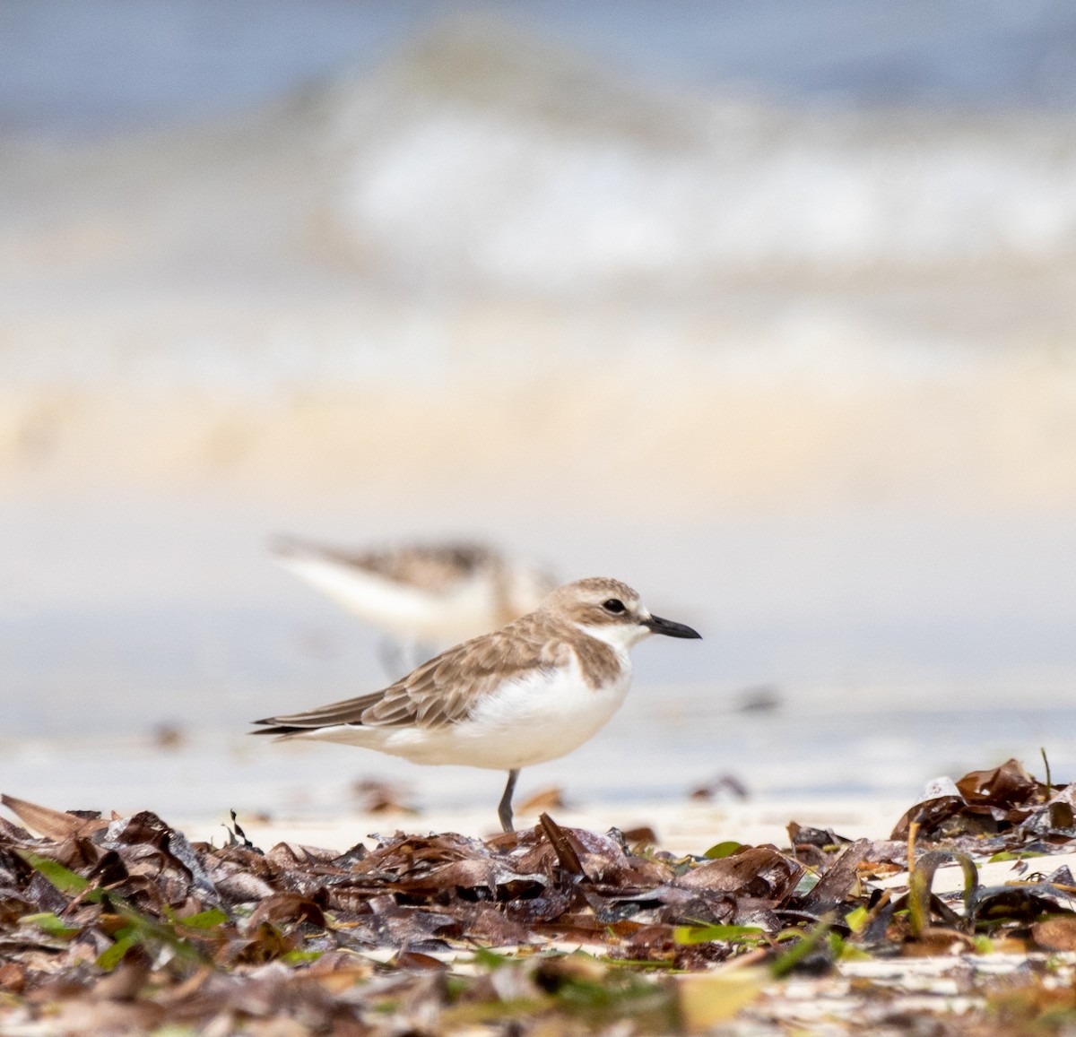 Tibetan Sand-Plover - ML642443776