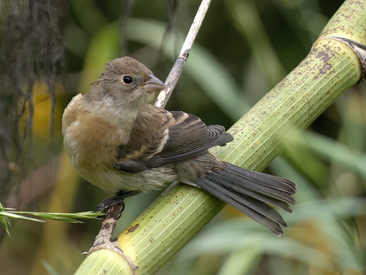 Passerin azuré - ML642443789