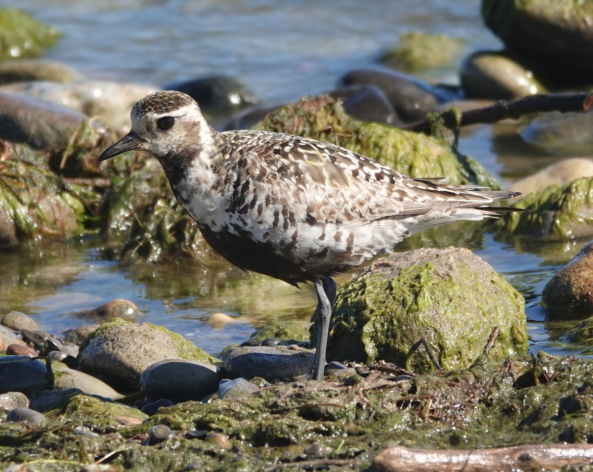 American Golden-Plover - ML642443794