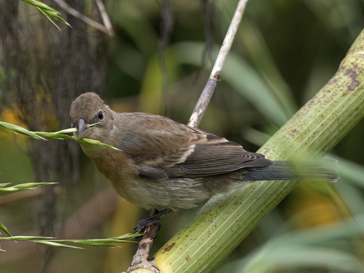 Passerin azuré - ML642443795