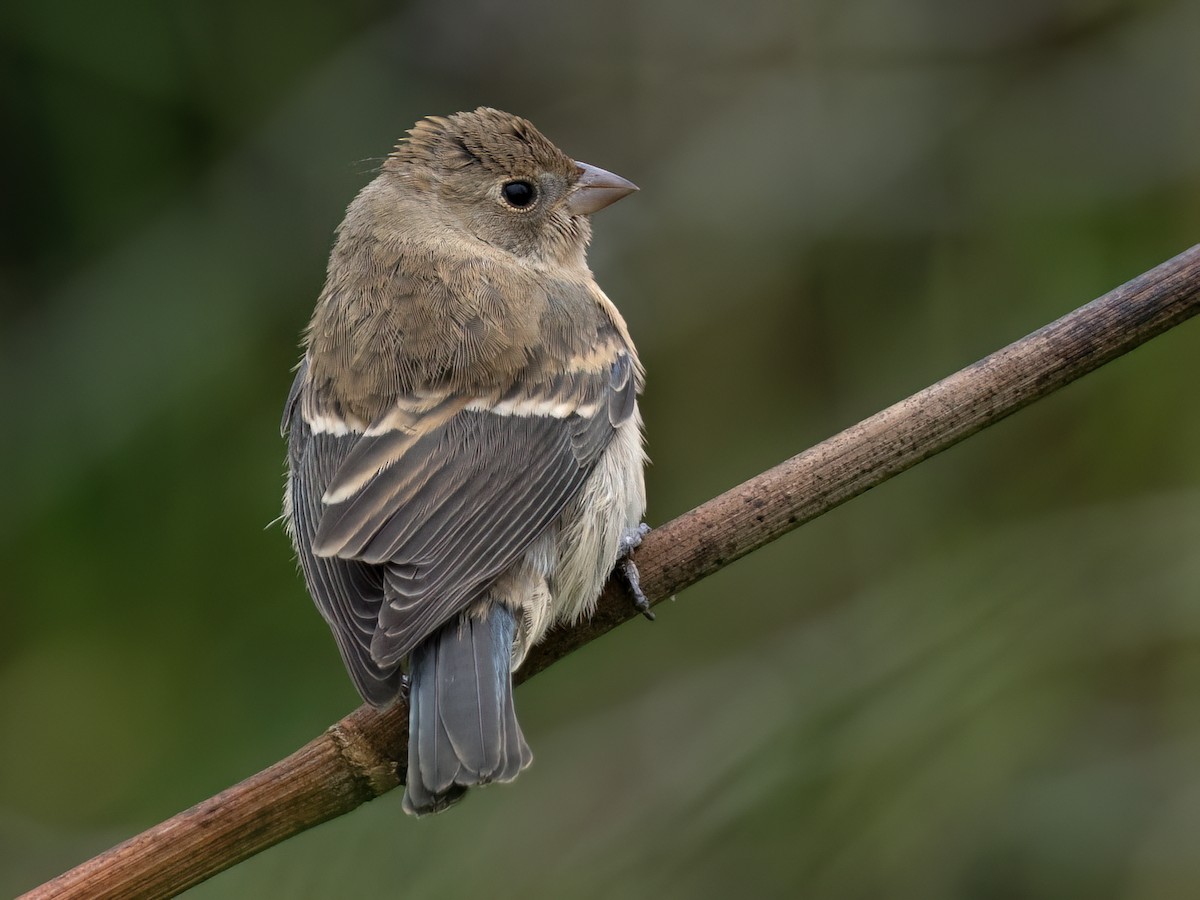 Passerin azuré - ML642443802