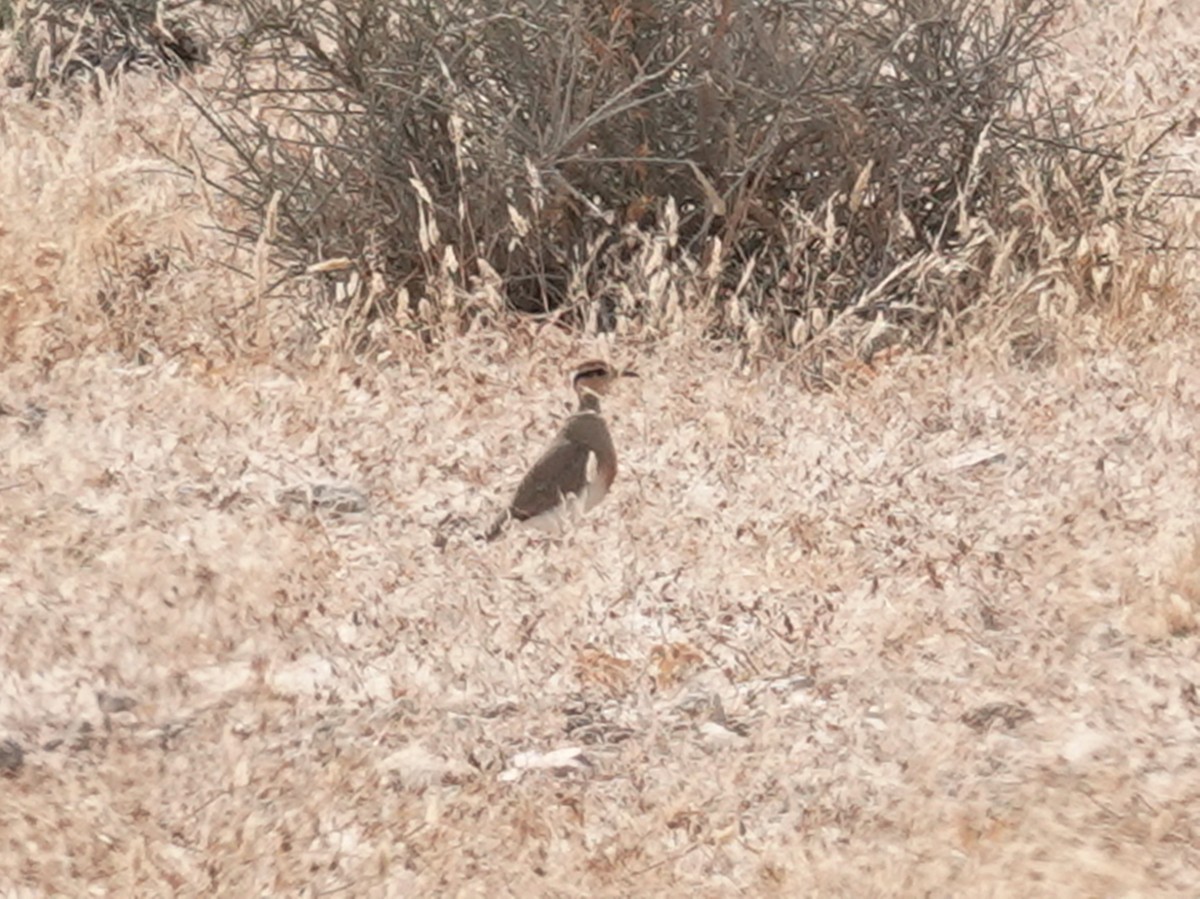 Temminckrennvogel - ML642443809