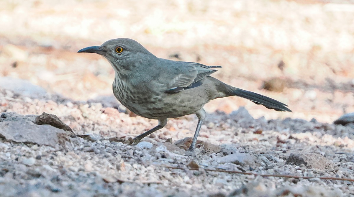 Bendire's Thrasher - ML642443810