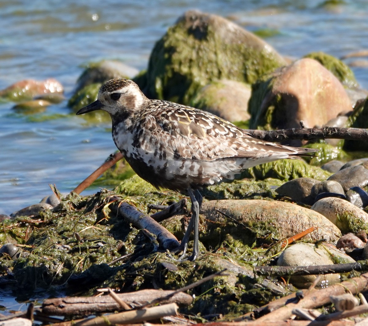 American Golden-Plover - ML642443821